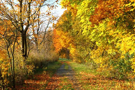 autumn way in the park as nice natural background