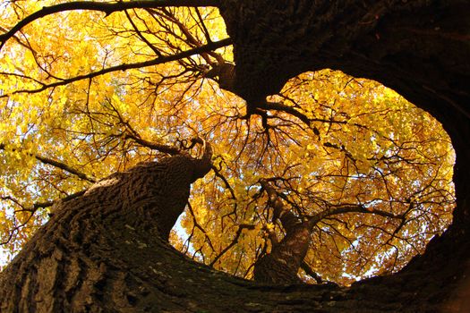 old tree as very nice autumn background