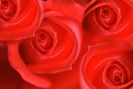 very nice fresch red rose natural background 
