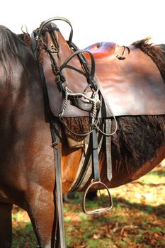 detail of horse saddle on the brown horse 