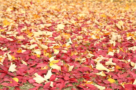 color autumn leaves as nice autumn background