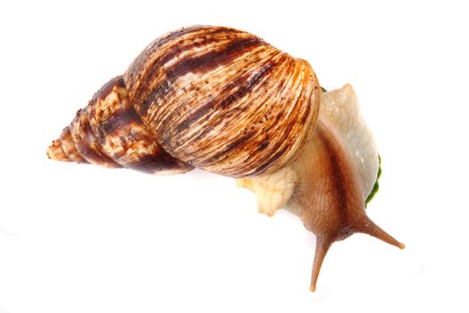 big snail isolated on the white background