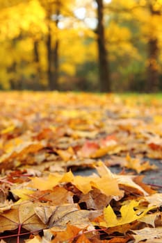 autumn leaves in the park in the sun lights