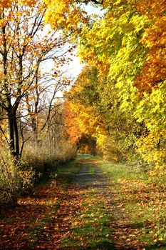 way in the park as nice autumn background