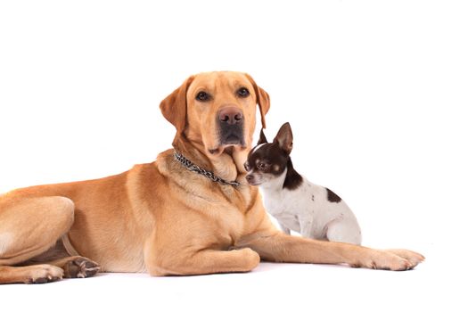 very nice  labrador and chihuahua on the white background