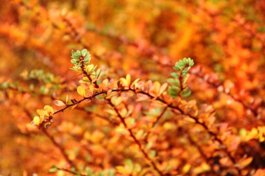 color autumn leaves as nice natural background