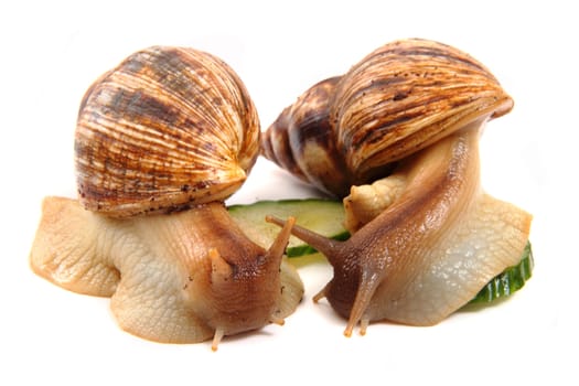 snails as happy couple isolated on the white background