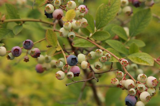 fresh blueberries as nice fruit food background