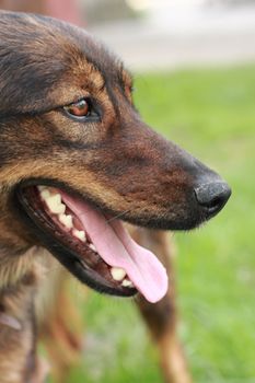 detail of the brown dog (head) in the nature