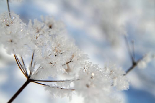 snow in the nature with plants as christmas background