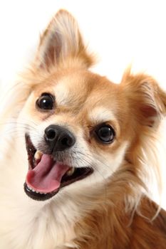 small chihuahua isolated on the white background