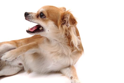 small chihuahua isolated on the white background