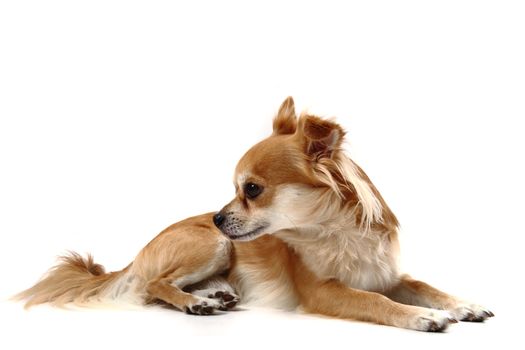 small chihuahua isolated on the white background