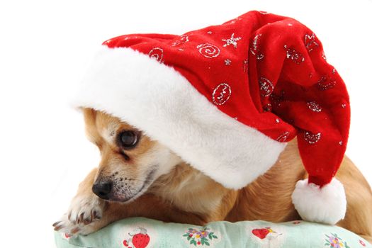 small chihuahua and christmas isolated on the white background