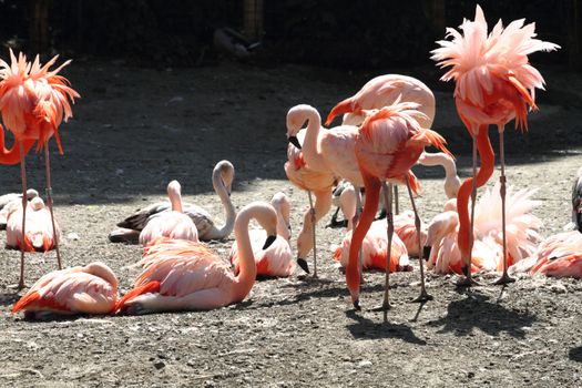 pink flamingo birds on the hot sun 