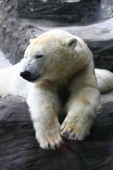 polar bear is resting on the dark background