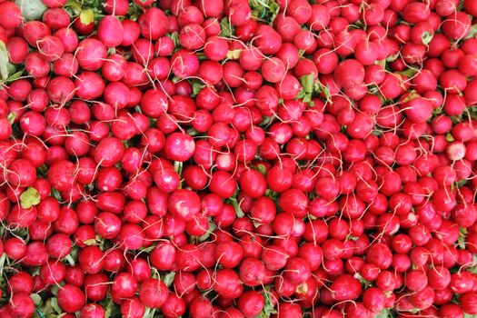 radish background as very nice vegetable texture