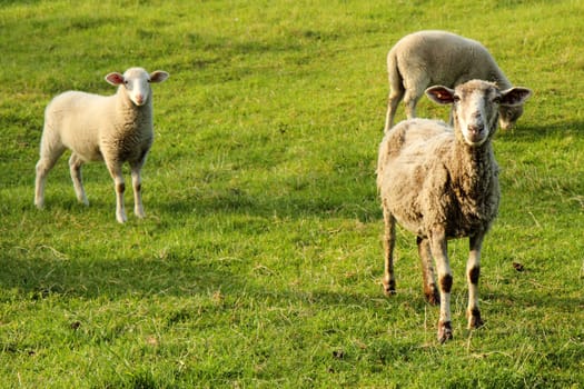 sheeps in the green grass as nice farm background