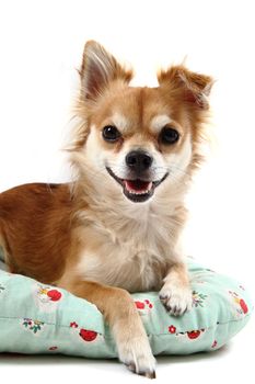 small chihuahua isolated on the white background