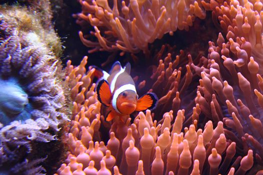 clown fish (nemo) in the red sea with corals
