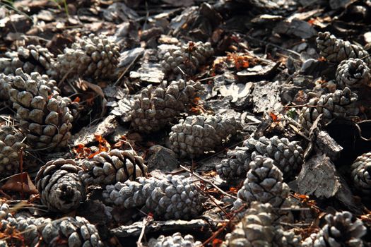 old pine cones background as very nice natural texture