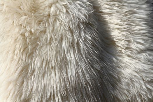 polar bear skin as nice animal texture 