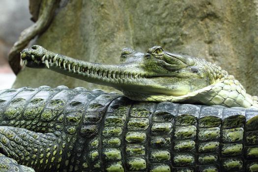crocodile head as detail of very dangerous animal 