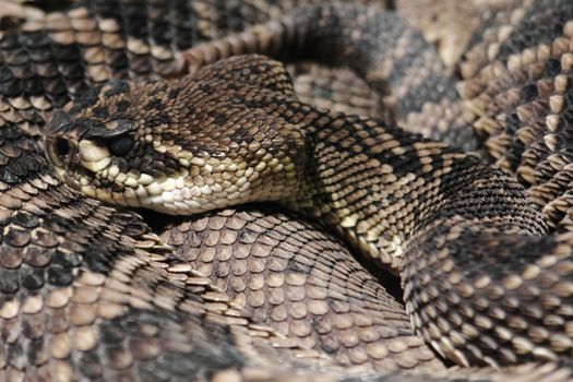 detail of rattlesnake as very interesting animal background
