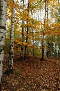 autumn forest as very nice natural background