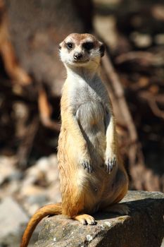 small sweet suricata in the danger desert