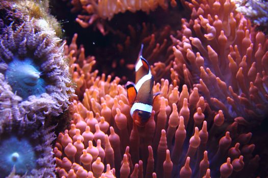 clown fish (nemo) in the red sea with corals