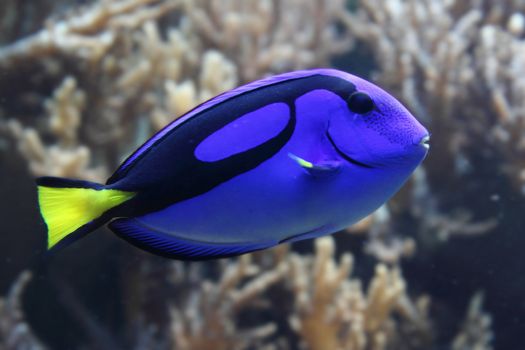 blue exotic fish on the coral background