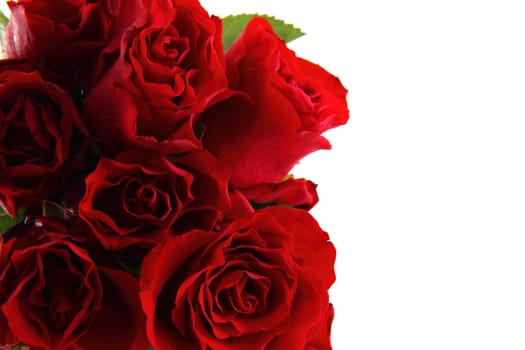 red roses isolated on the white background