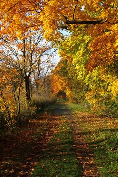 autumn treeses as nice and natural season background