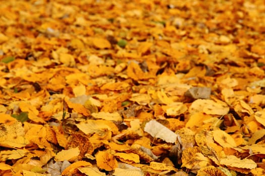 autumnal leaves as very nice natural background