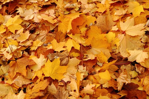 autumnal leaves as very nice natural background