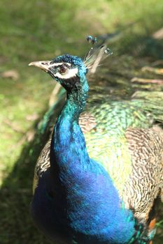 blue and green head of nice color peacock 