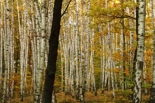 autumn forest as very nice natural background