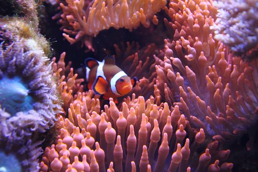 clown fish (nemo) in the red sea with corals