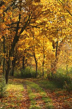 autumn treeses as nice and natural season background