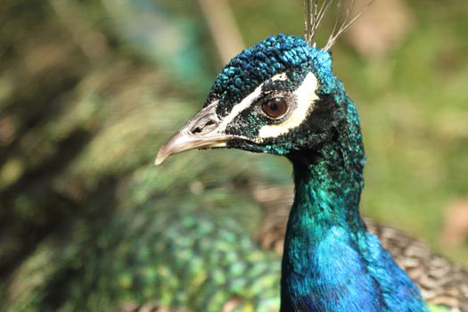 blue and green head of nice color peacock 