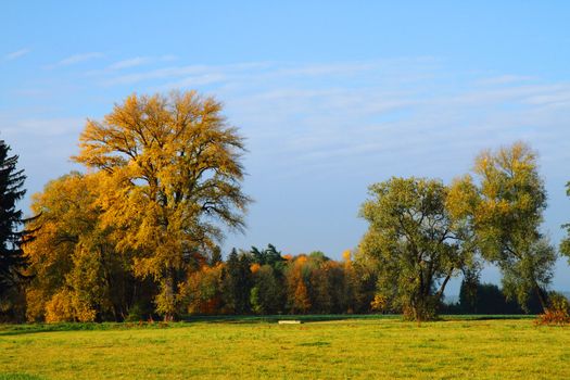 autumn treeses as nice and natural season background