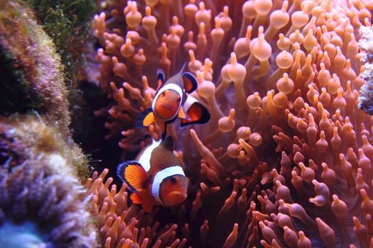 nemo fishes as very nice natural background