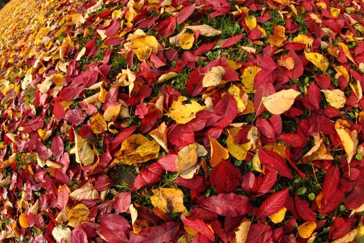 autumnal leaves as very nice natural background