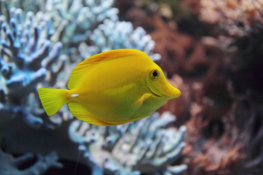 exotic fish in the red sea with corals