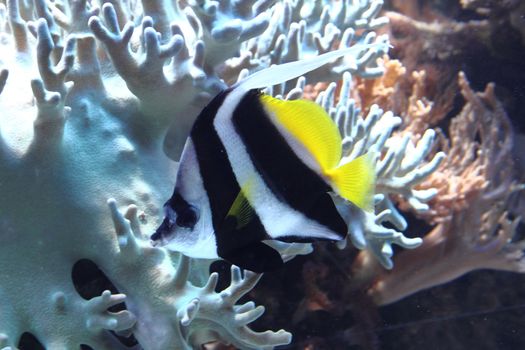 exotic fish in the red sea with corals