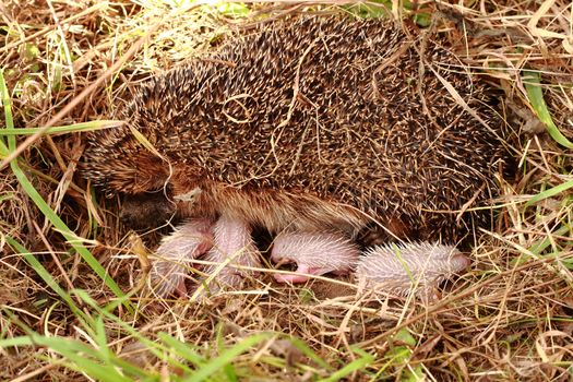 hedegehog mother and her newborns as nice family 