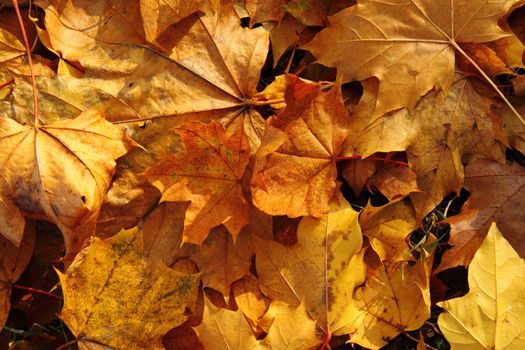 autumn leaves  as nice and natural season background