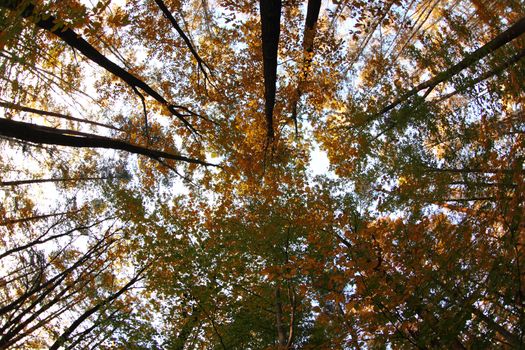 autumn forest as very nice natural background