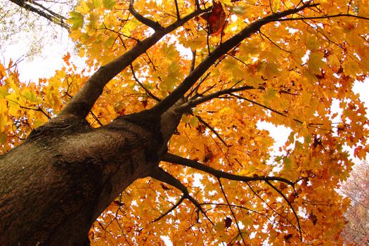 autumn tree as very nice natural background